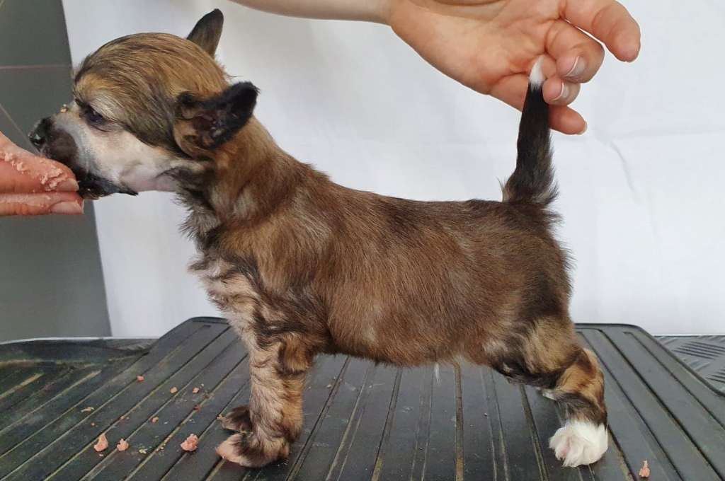 Moelmo's Bad Romance