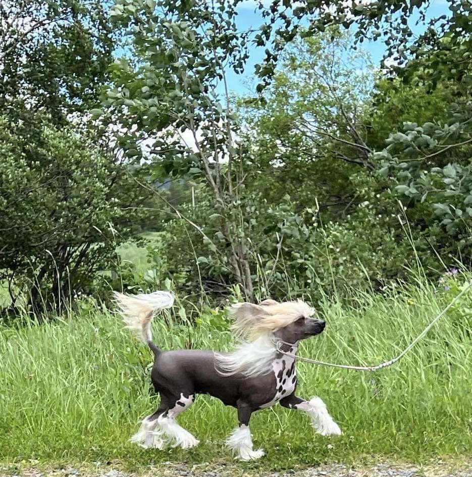 Moelmo's The Edge Of Glory