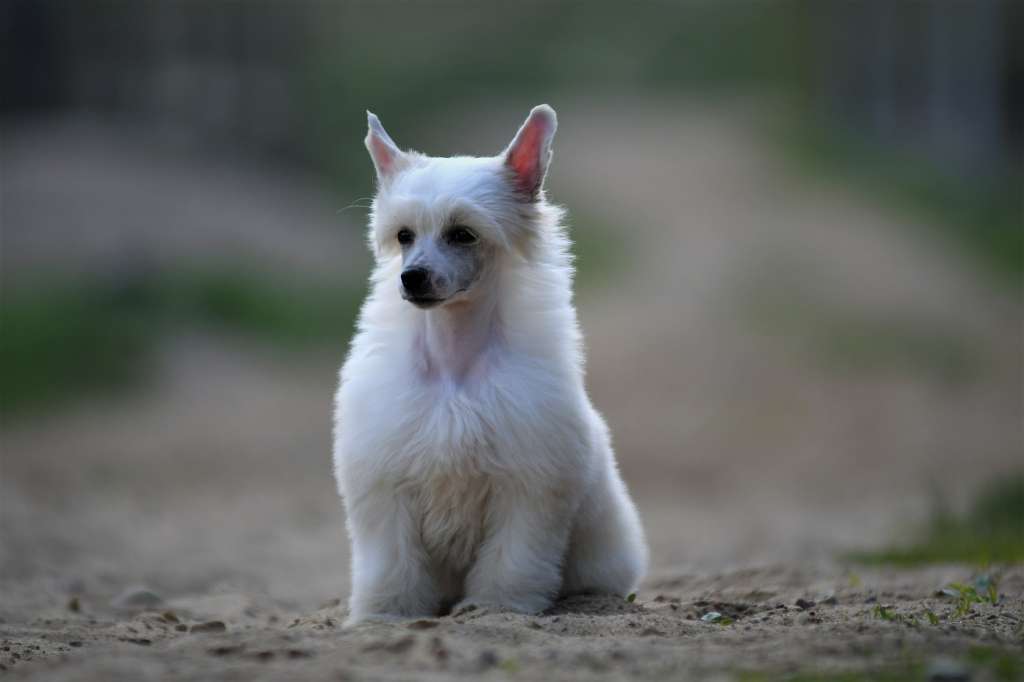 Dairy Cream Winning Smile