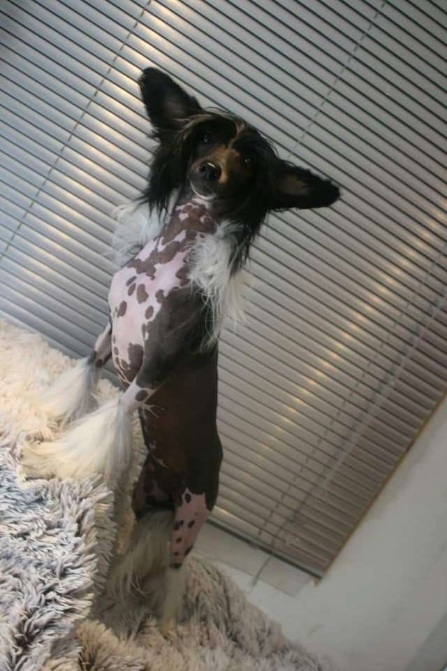 Diamond Moon Winning Smile