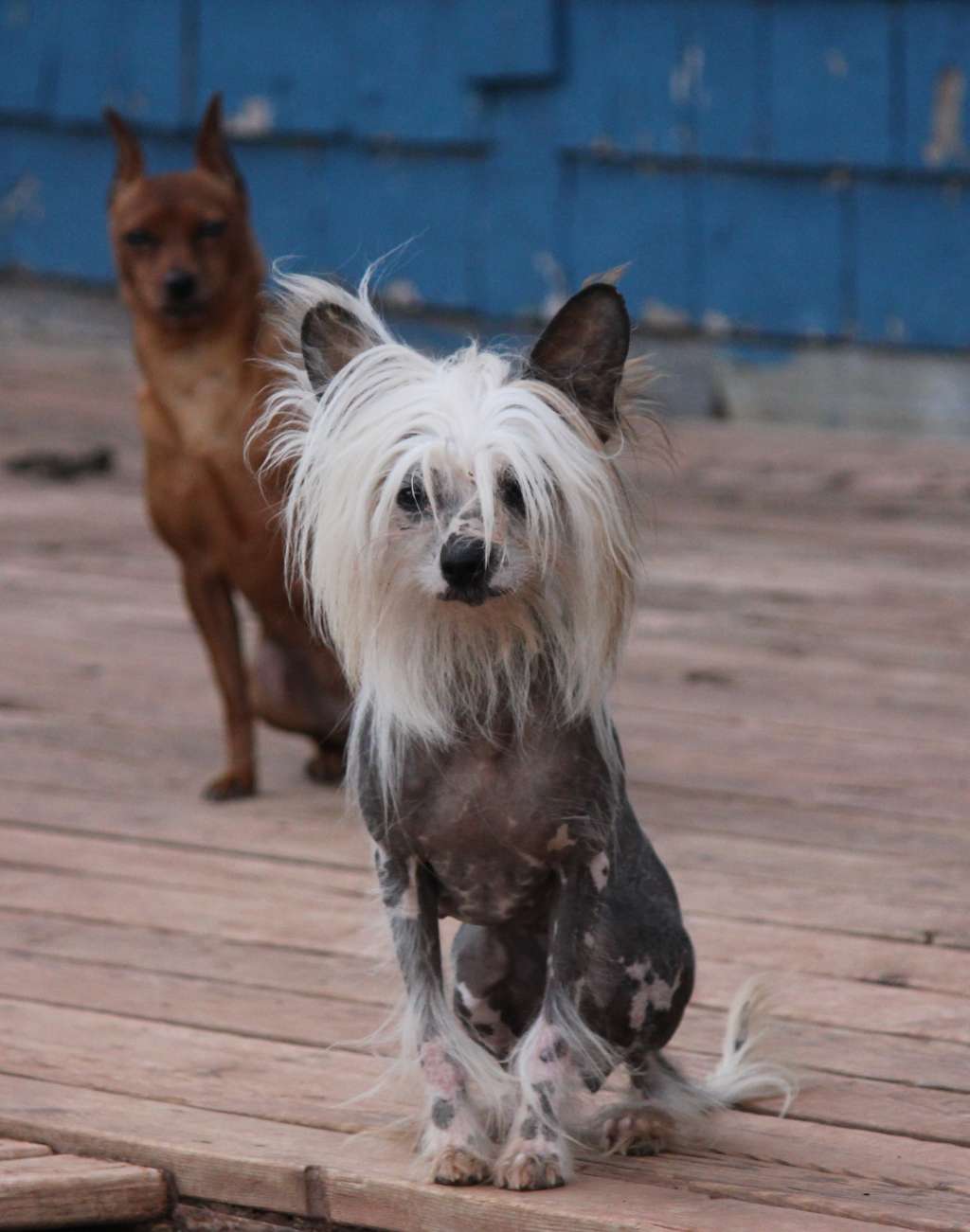 Rosen's Devine Dimensions