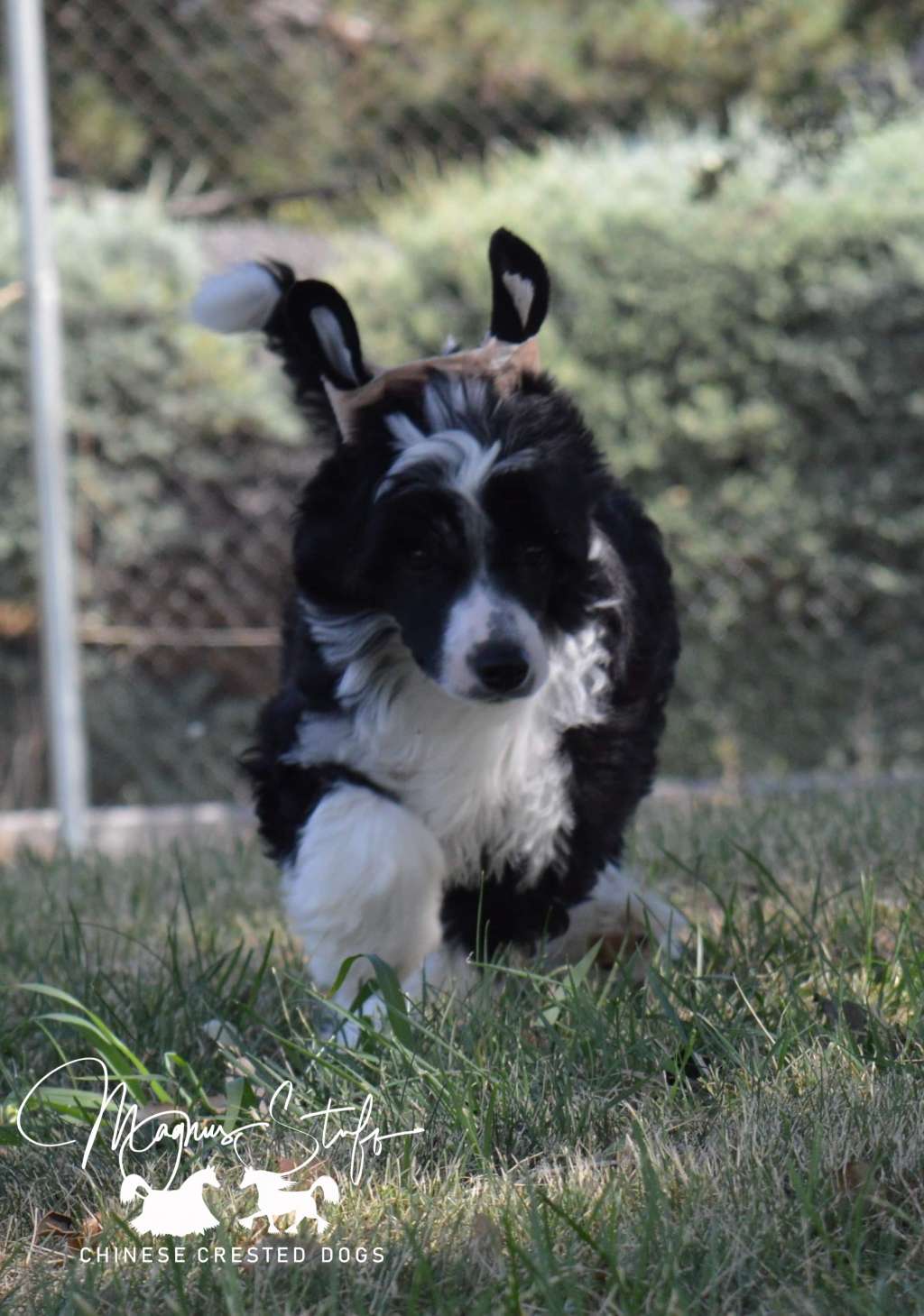 Magnus Staff Excelsior Glittering