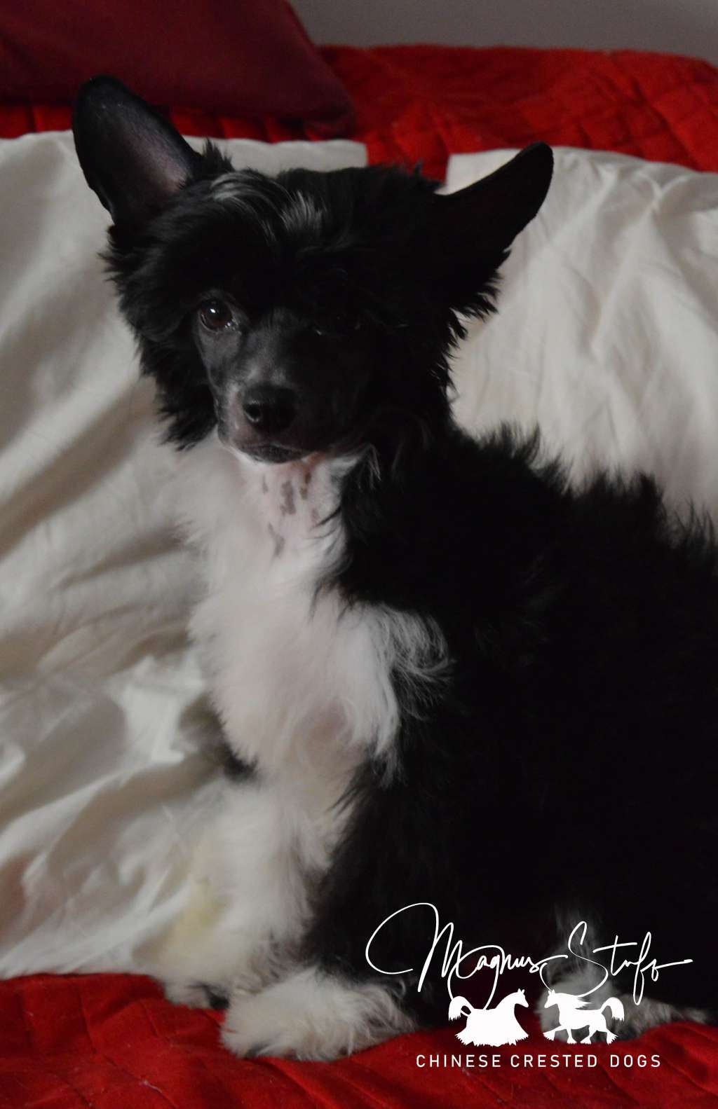 Magnus Staff Eliana the Glamourous