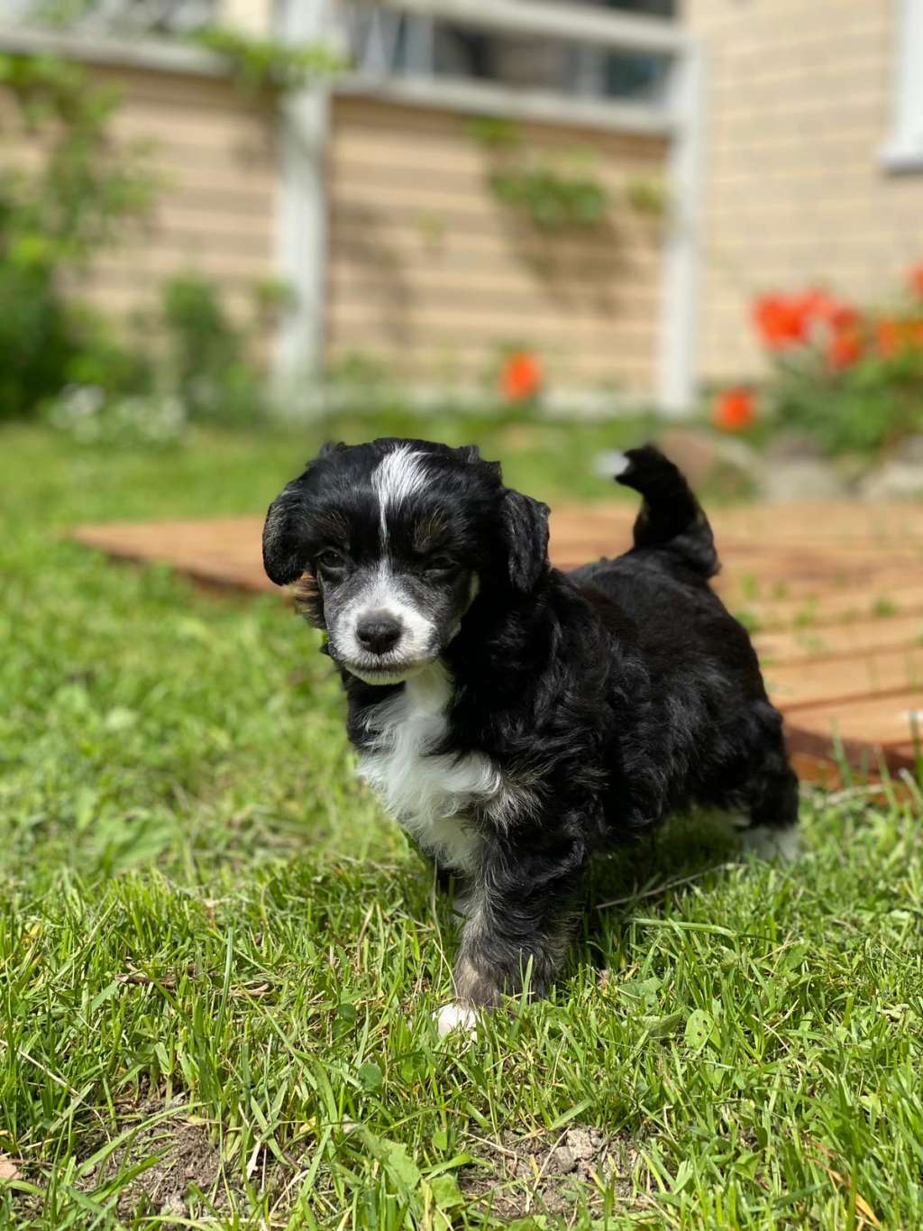 Kaitlin Xcellent Beardog