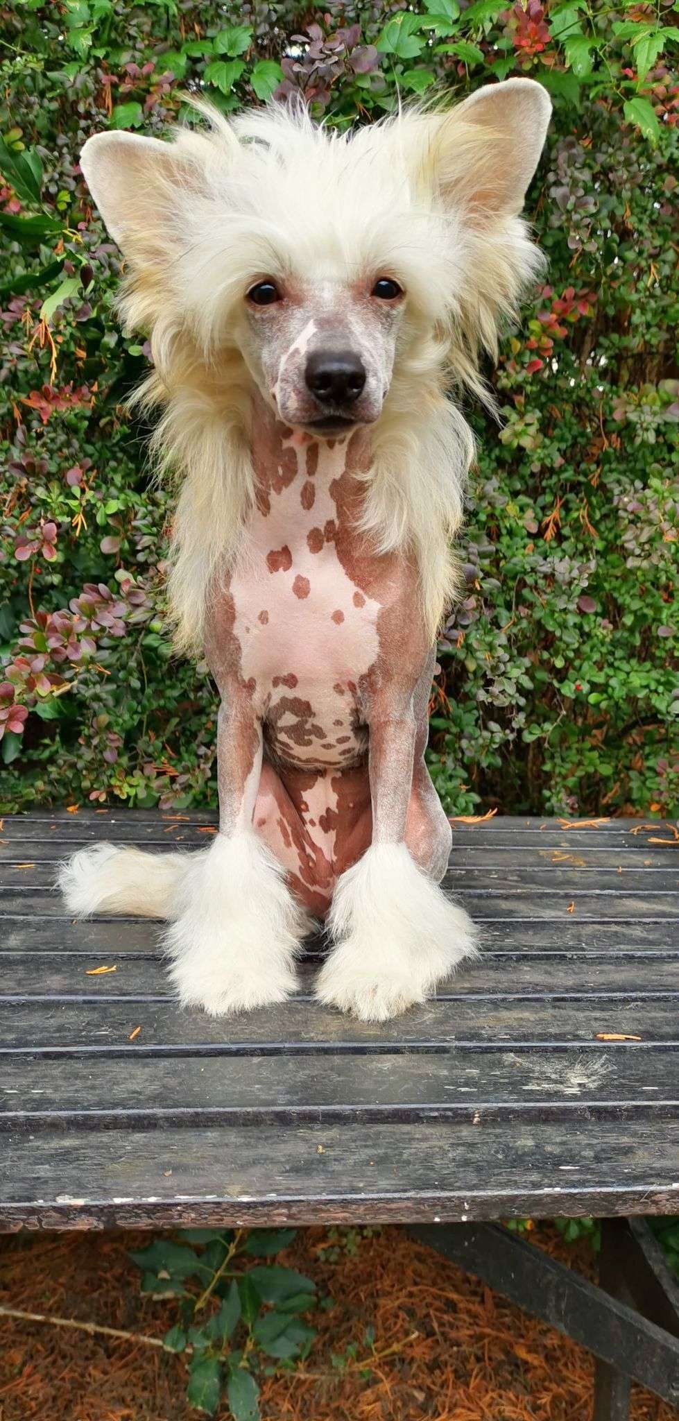 Donatella Versace Mikeilon