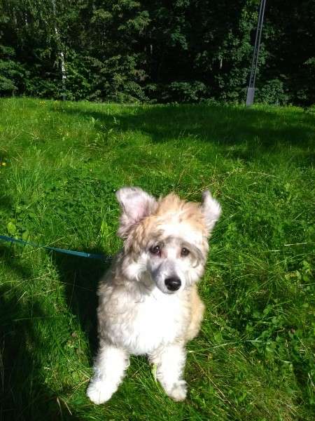 Bonus Ot Laika Dlya Liris