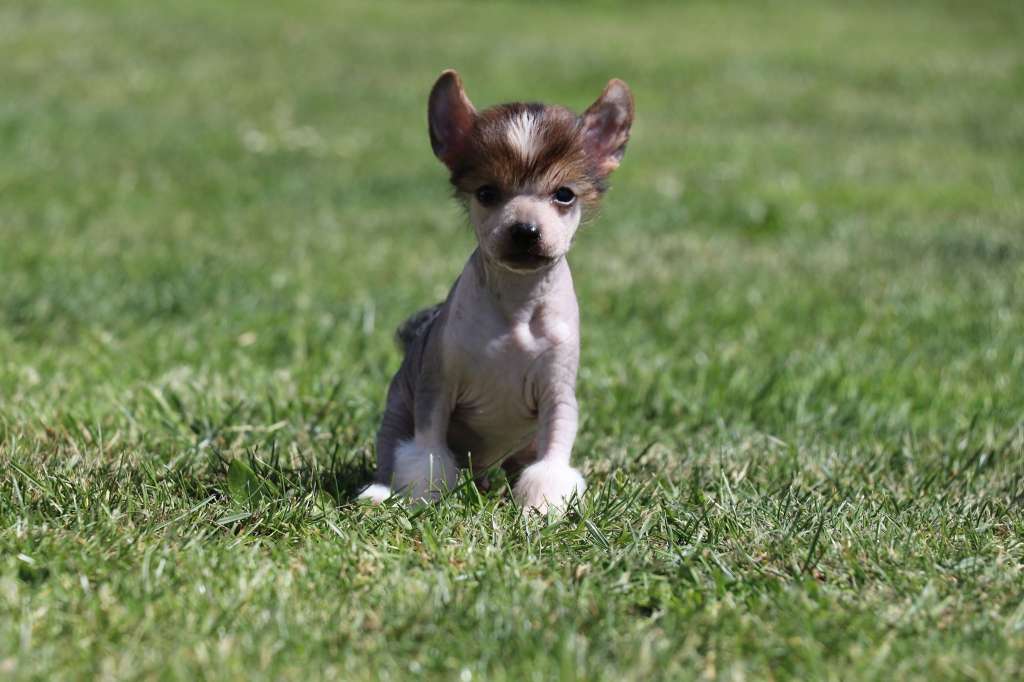 Eye Of The Tiger Princes de la Roses