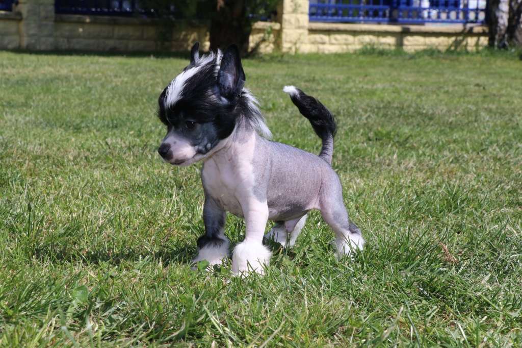 Everything I Wanted Princes de la Roses