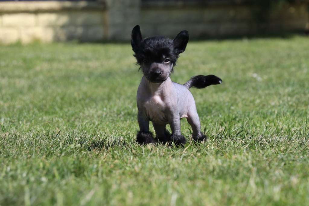 Easy Love Princes de la Roses