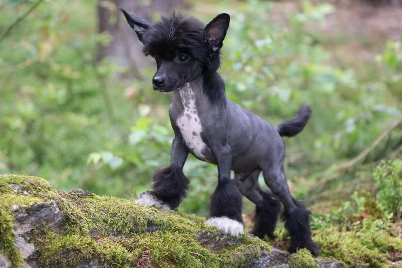 Forever Young Princes de la Roses