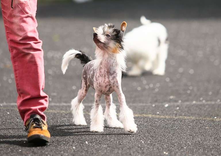 Laisan Island Godolfin Barb