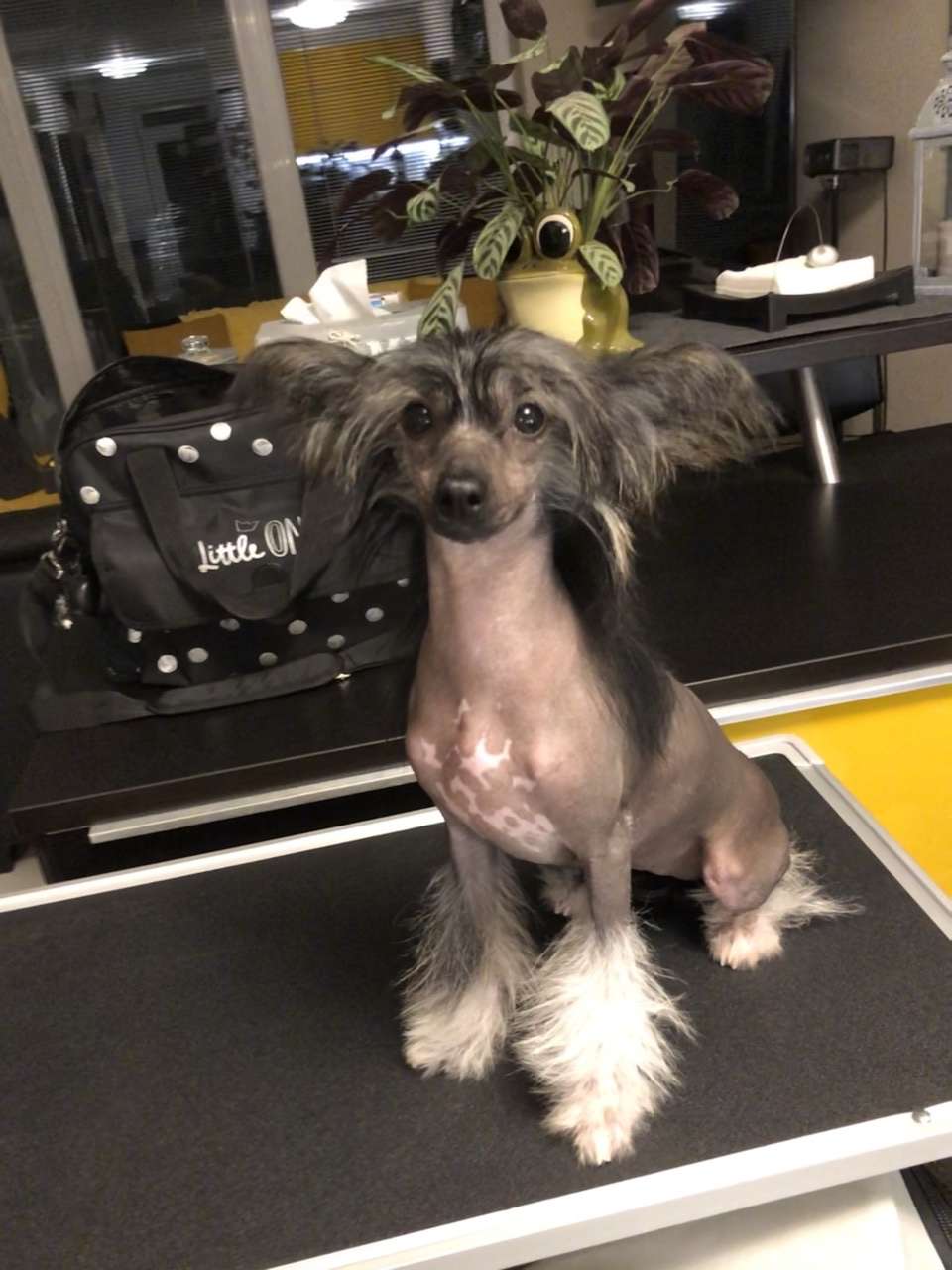 Malati Diamond of the Night