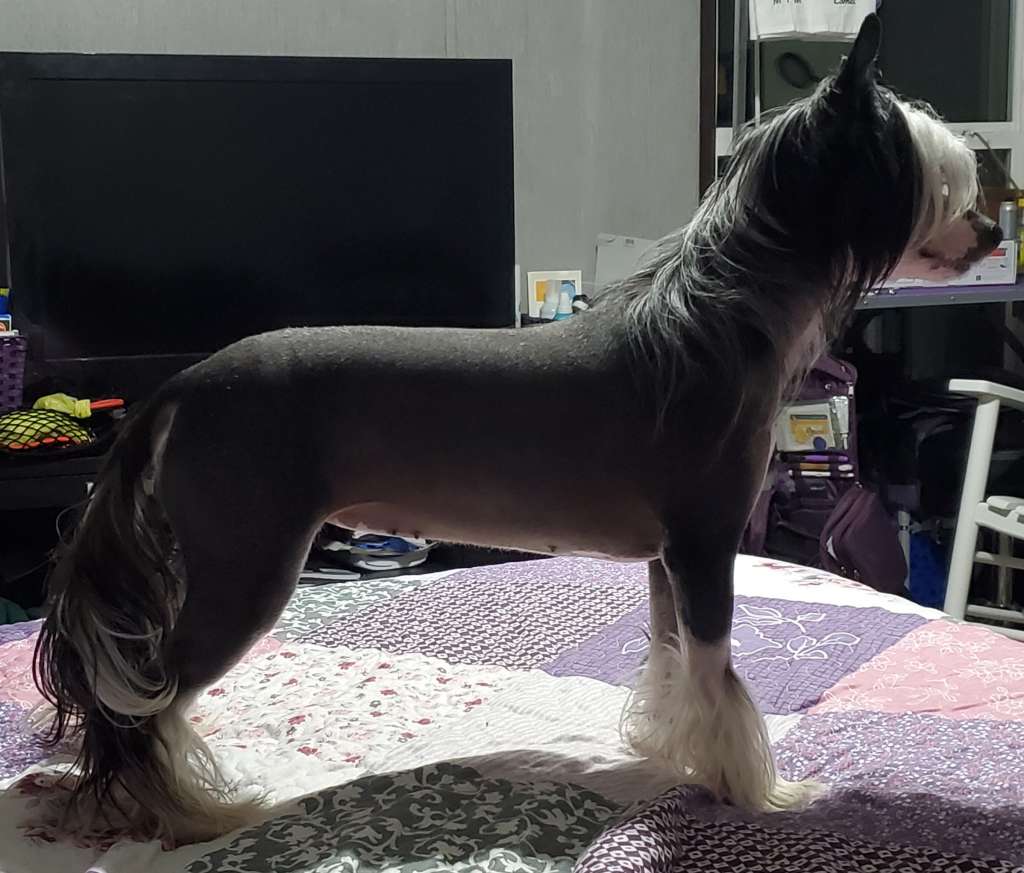 Debahtrio's Da Fabulis Charmer