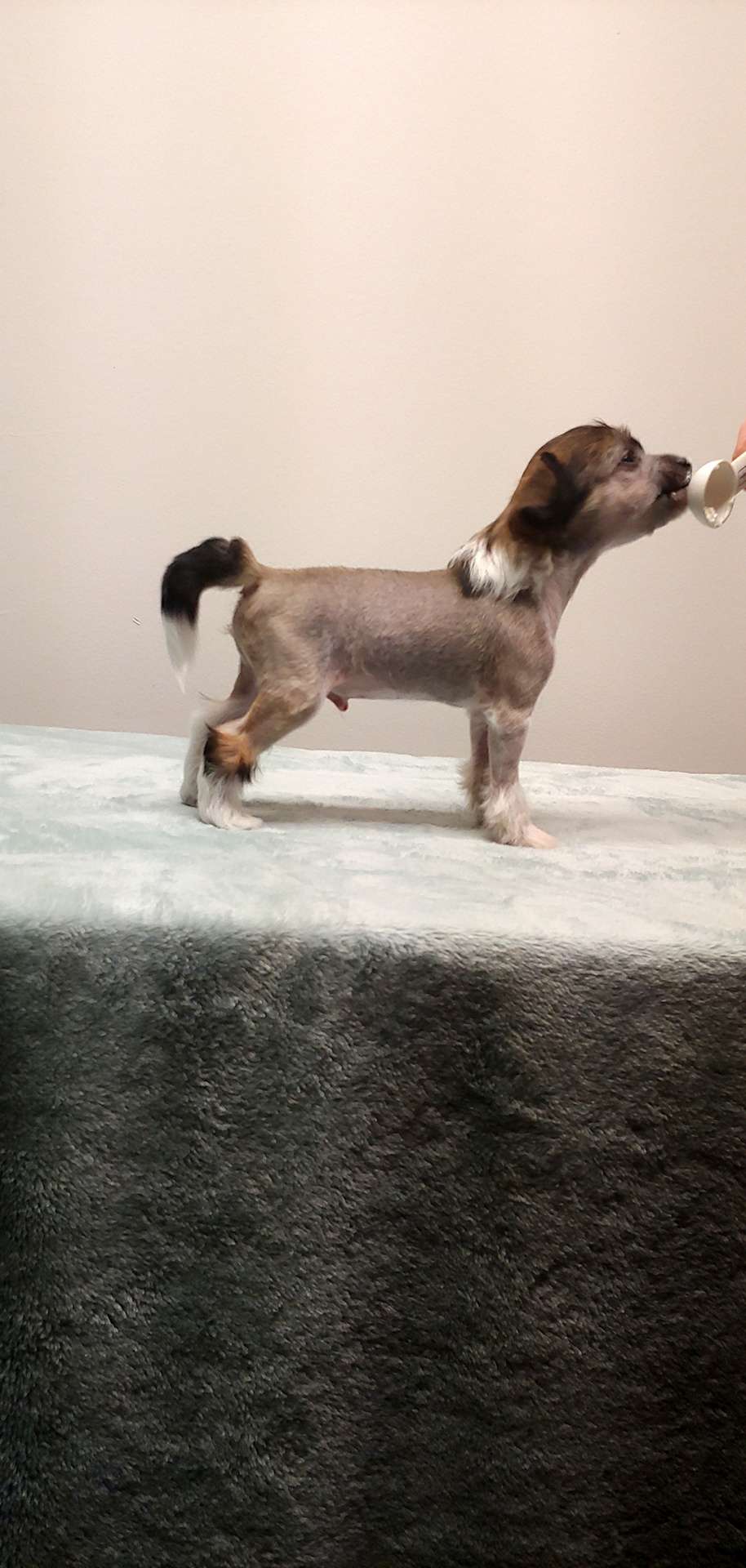 Valour's Grate Expectations