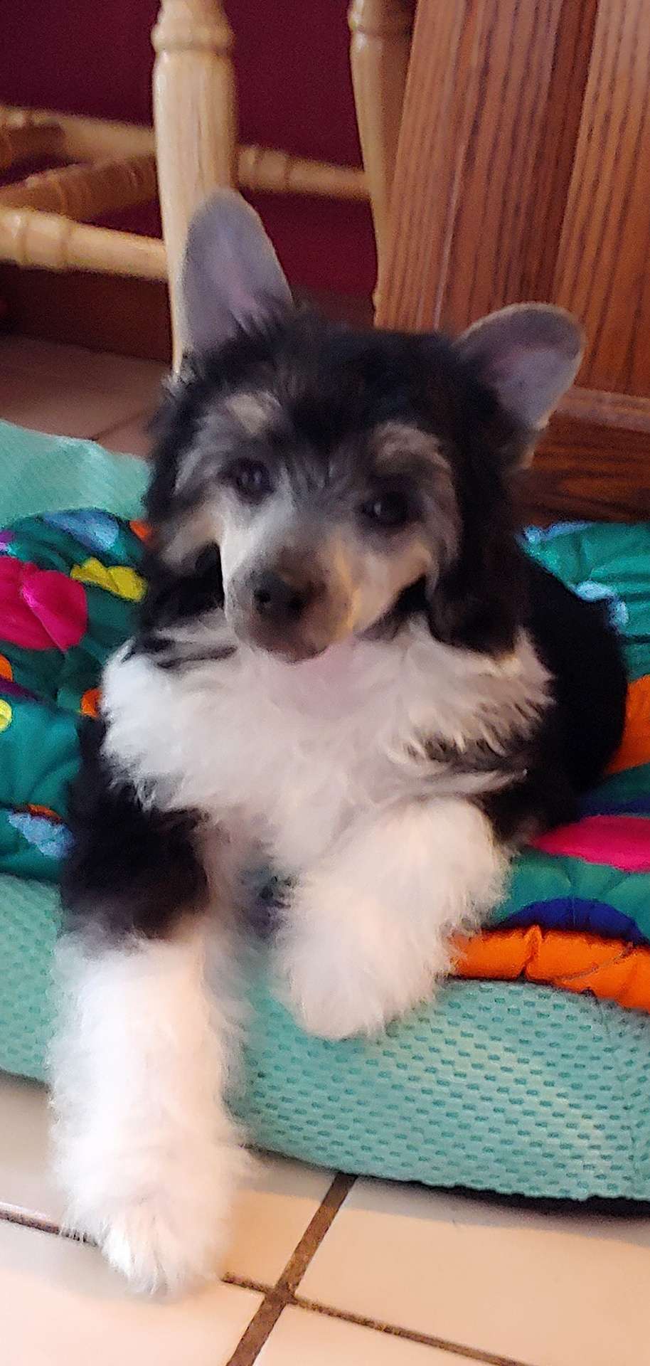 Valour's Up to no Gouda