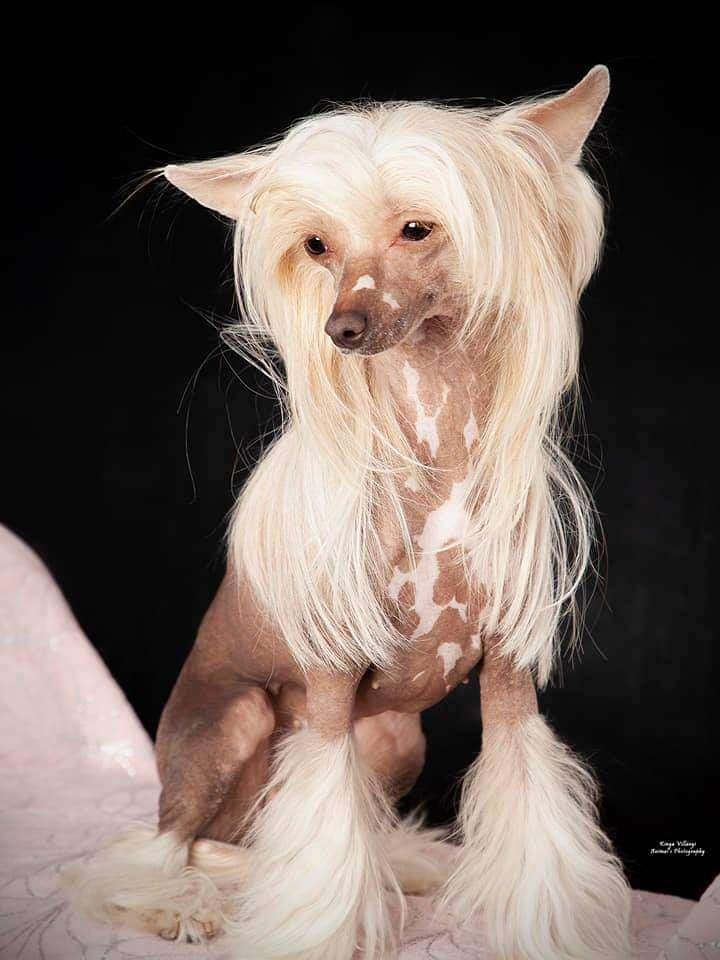 Crazy Little Thing Leo Cordis