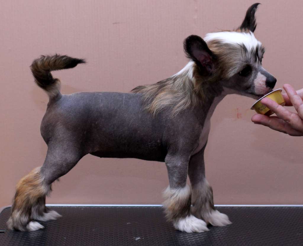 Artic Flyer's Sweet but Psycho