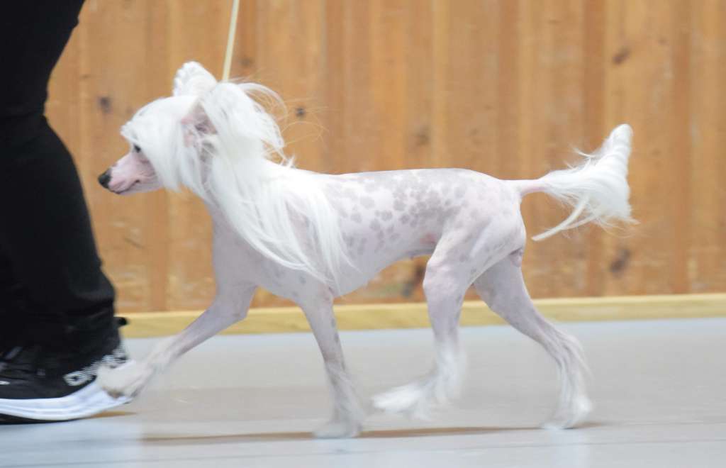 Artic Flyer's Not Your Barbie Girl