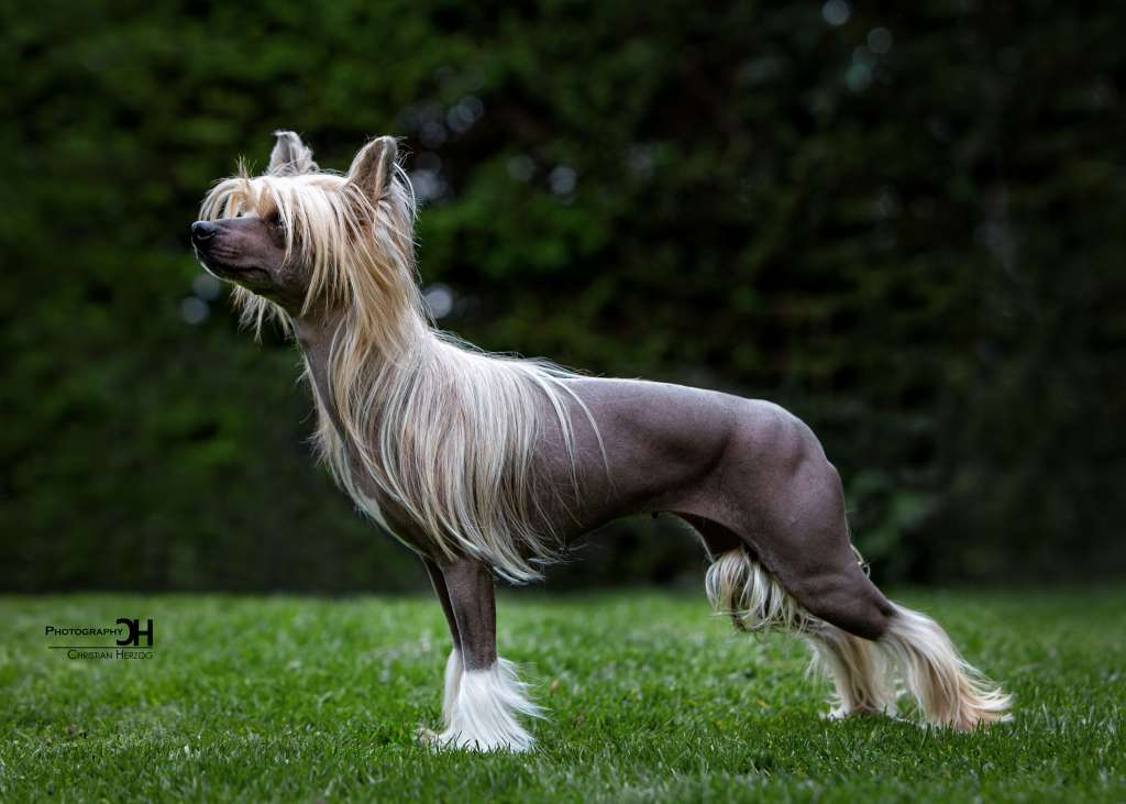 What A Crazy Girl von Shinbashi