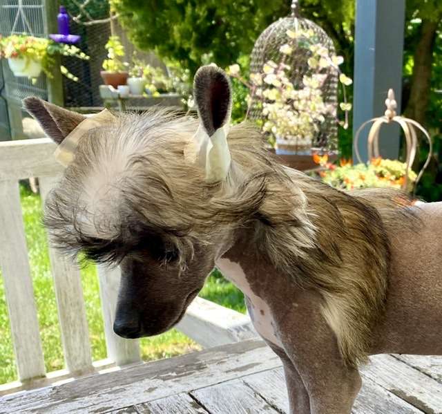 Whamisa von Shinbashi