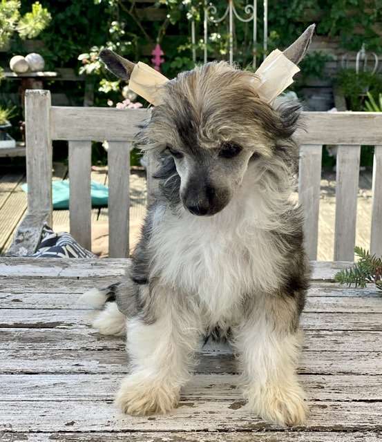 What Else von Shinbashi