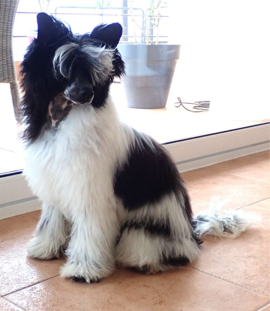 Petrus des Zéphyrs de l'Olympe