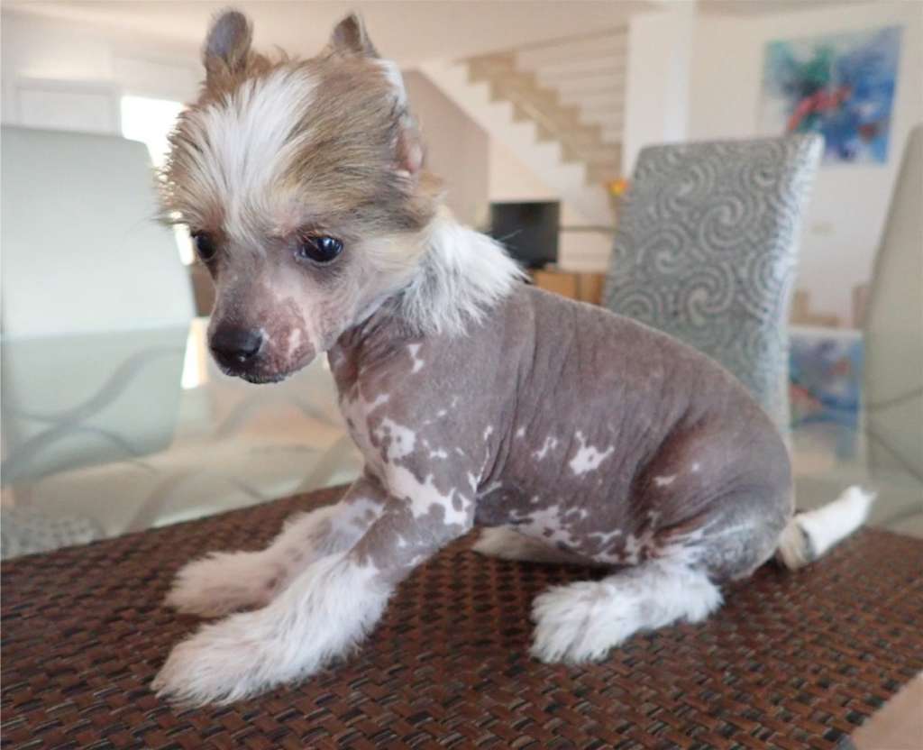 Pietra Stella des Zéphyrs de l'Olympe