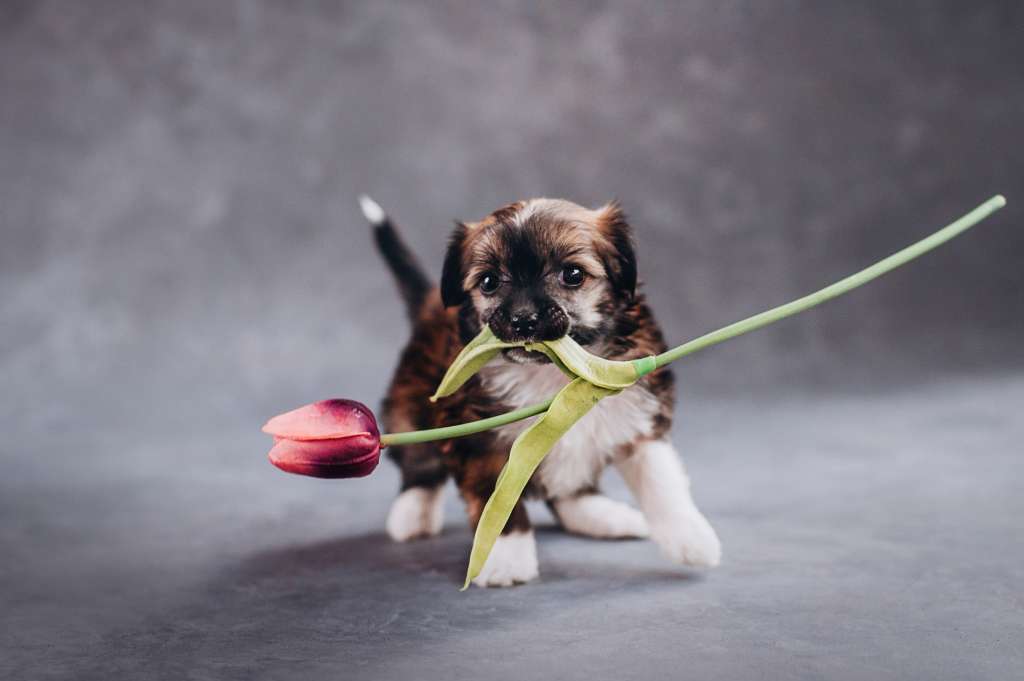 Rufus Draconis Indulgentia