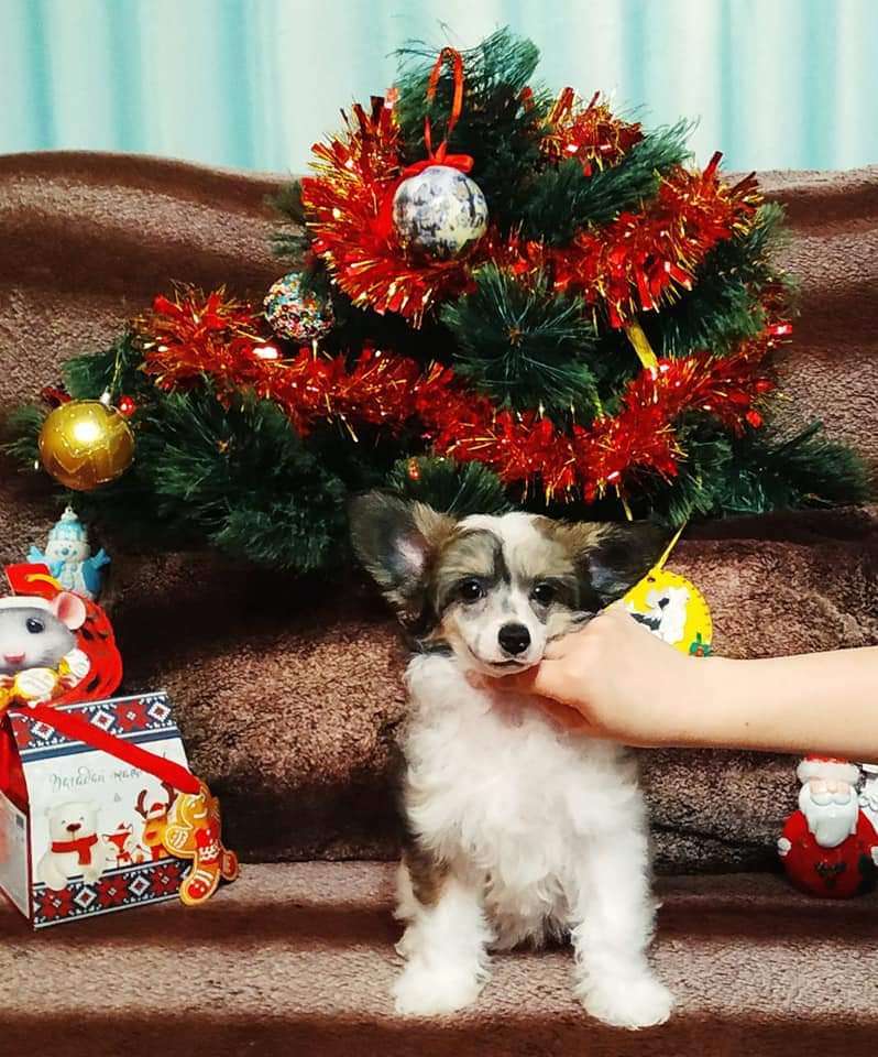 Family Mar'S Joffrey de Peyrac