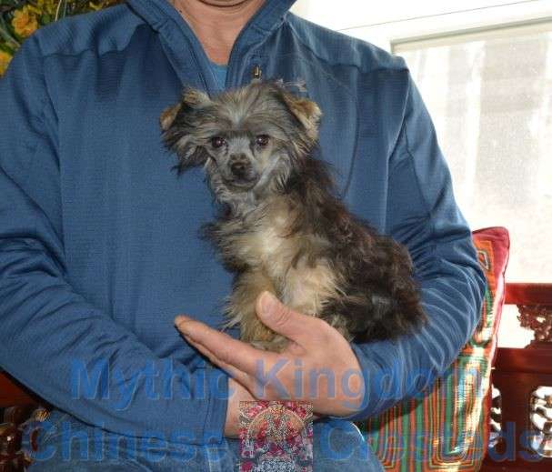 Mythic Tiny Bit Of Spicy Roll To Go