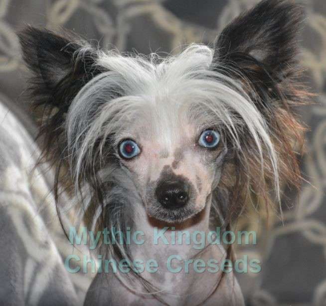 Mythic Little Blue Lotus