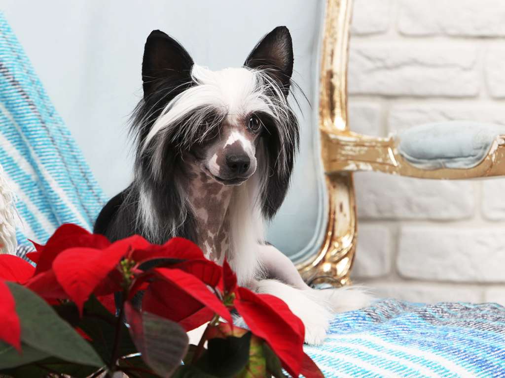 Feeling Of My Love Gambitas