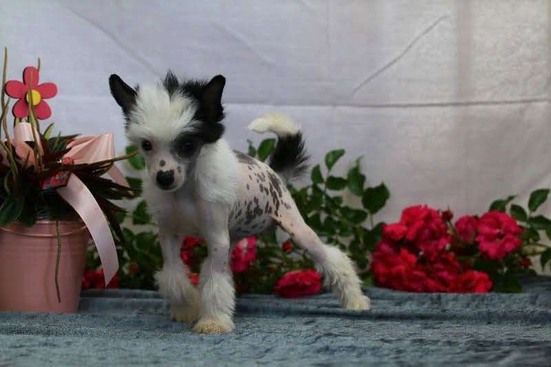 Juwel Blinking Present von Natelberg