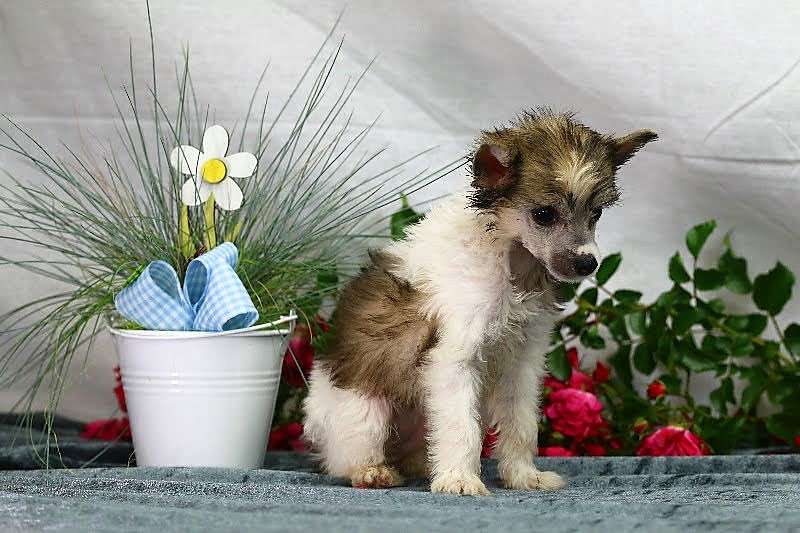 Jumanji Eternal Paradise von Natelberg