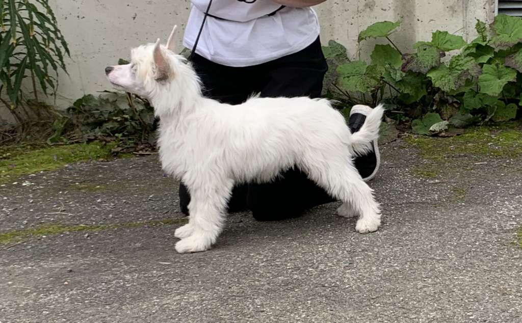 Drömtorpet's Sonny Boy never mind