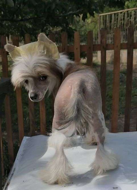 Fundoklia-völgyi Kaszanics Carmelita