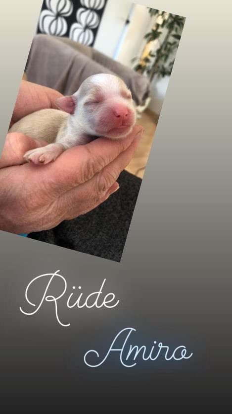 Amiro vom Jay's Löwenhof