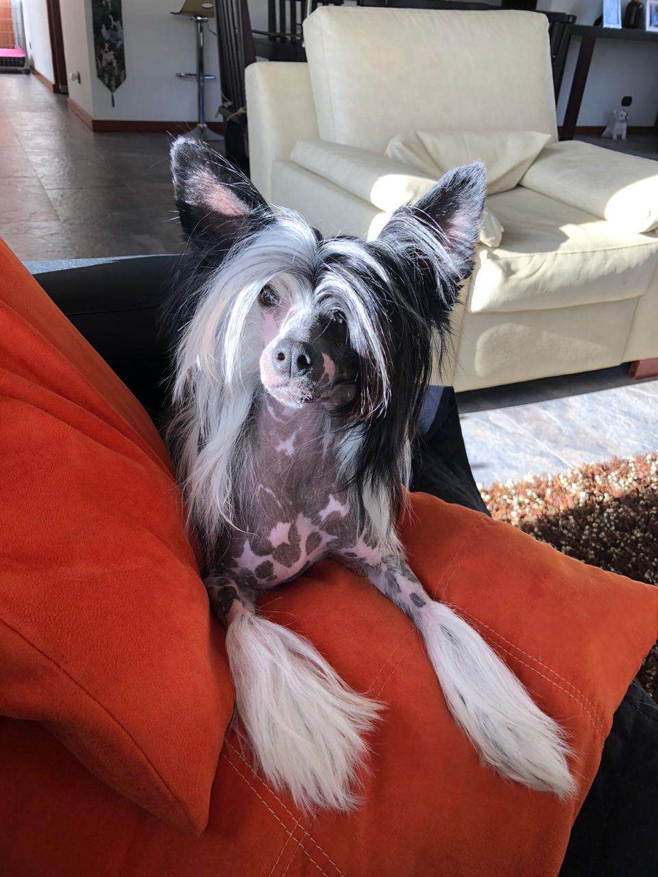 Masterpiece Darcy Hl