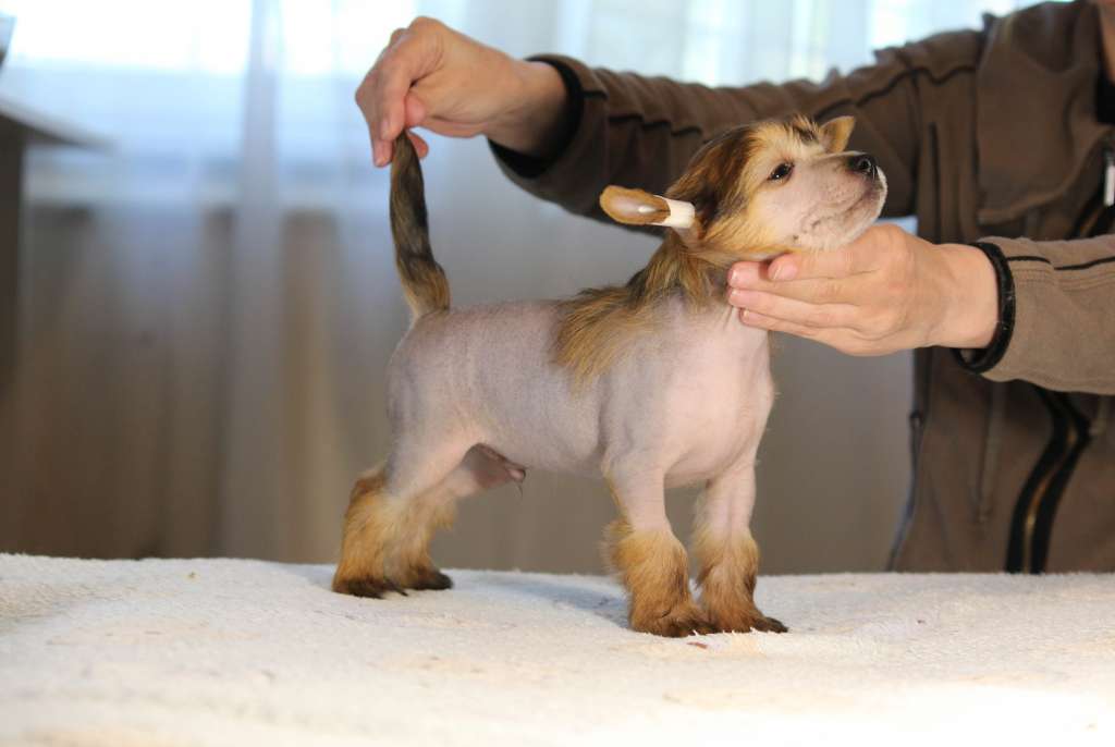 Luniks Stail Lucas Red