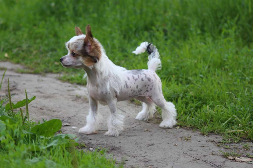 Luniks Stail Lilu White Flower