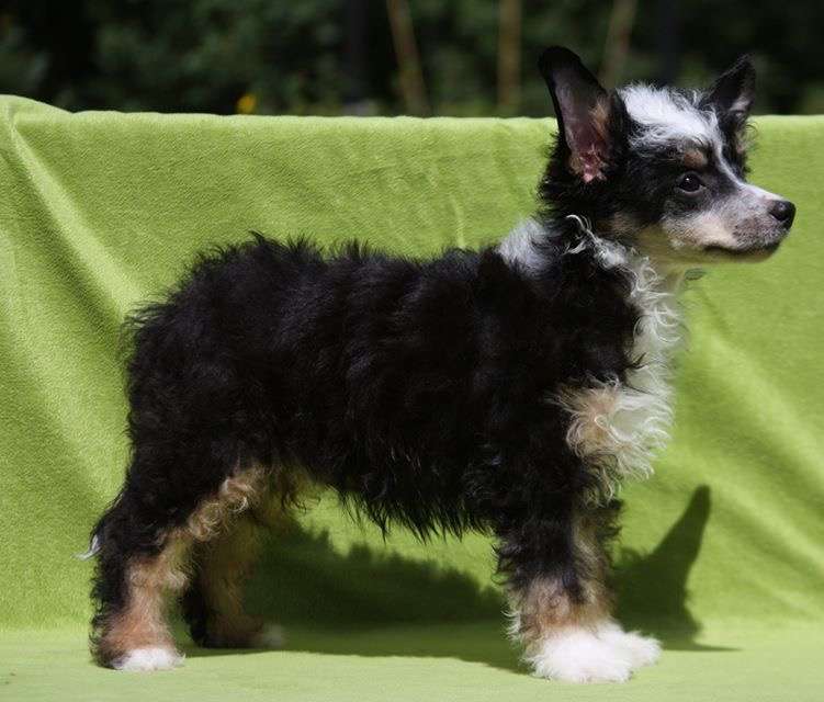 Crestilux Eternal Enjoy