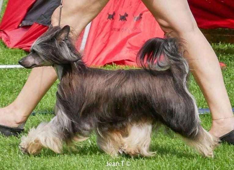 Crestilux Endless Echo