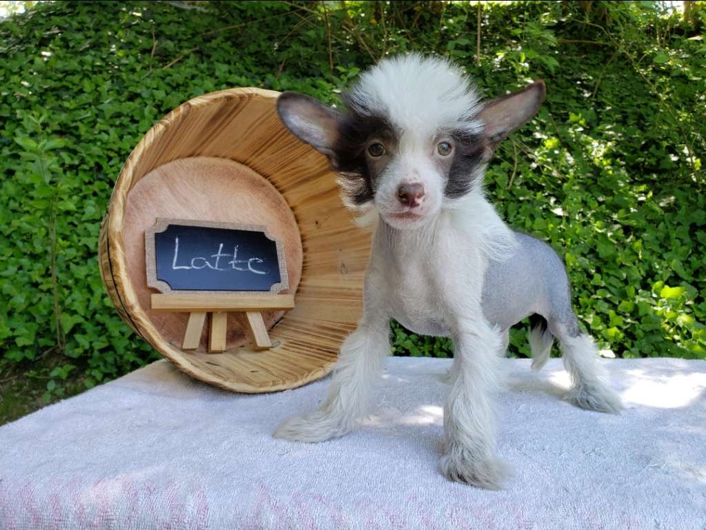 Long Haul's Death By Chocolate Frappe