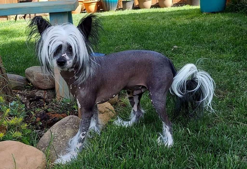 Long Haul's Peppermint Mocha Frappe