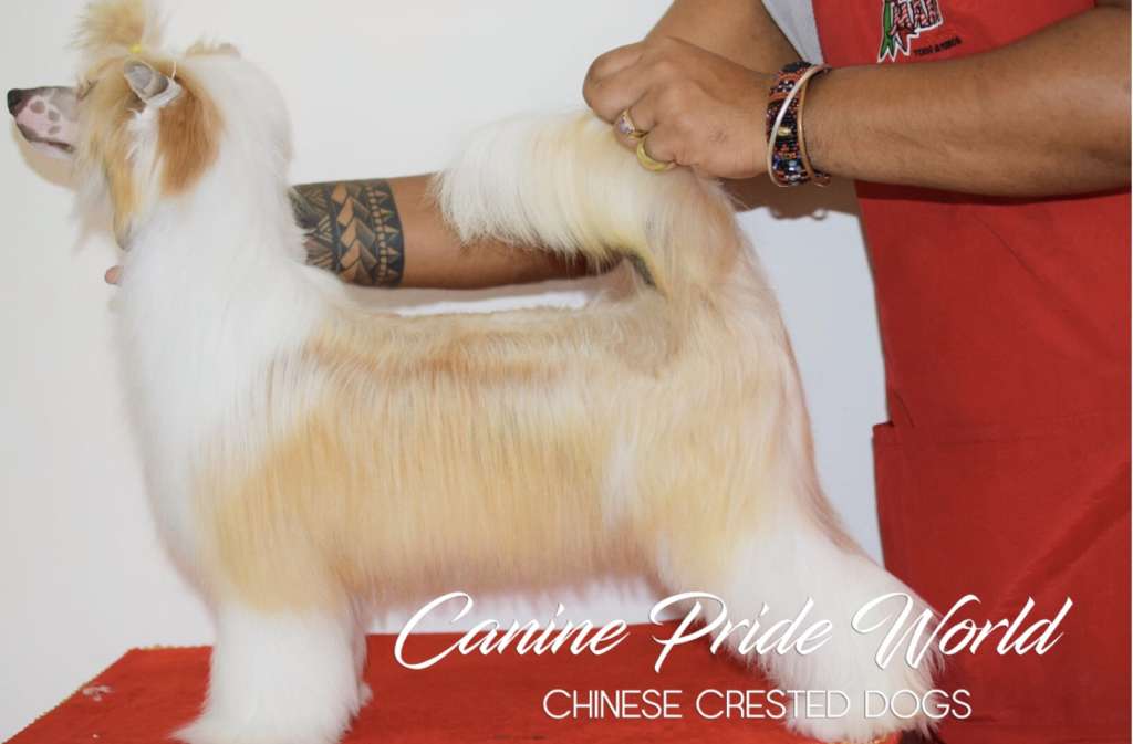 Canine Pride World Jack Sparrow