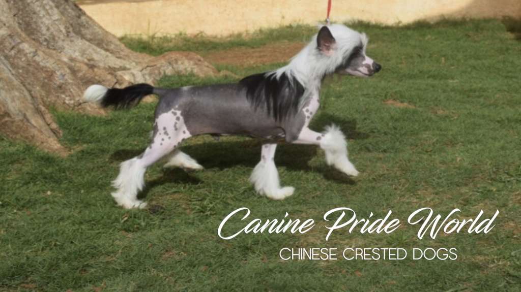 Canine Pride World Invictus