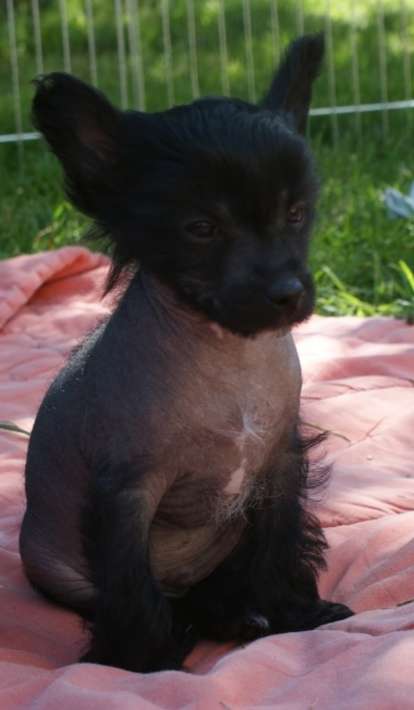 Alvin of Milena's Kingdom