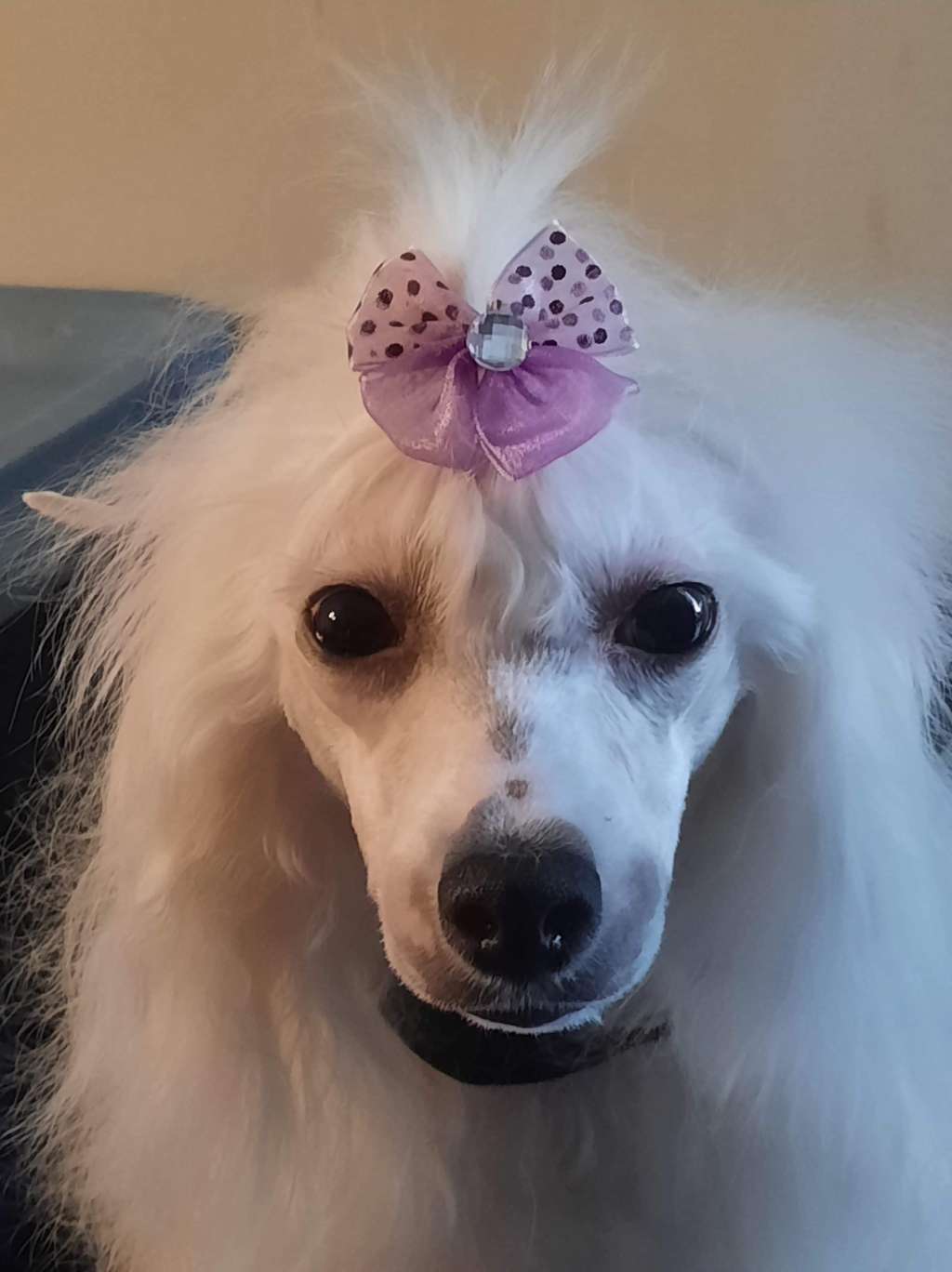 Eureka I'm gorgeous Laminacka