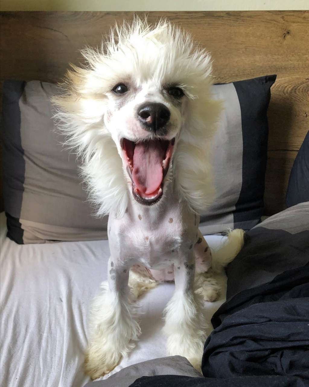 Evil mademoiselle Lamina?ka