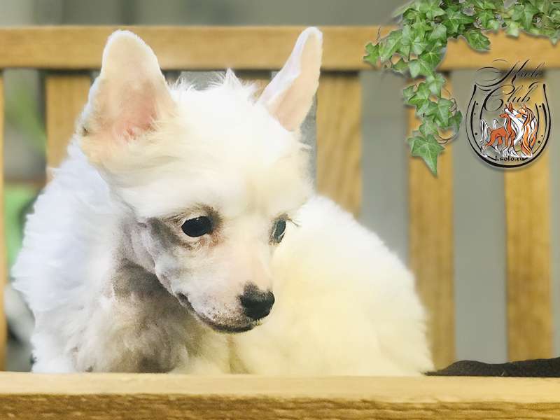 Ksolo Club Grace Irene Kelly